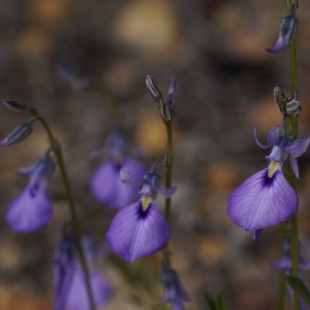 Hybanthus calycinus